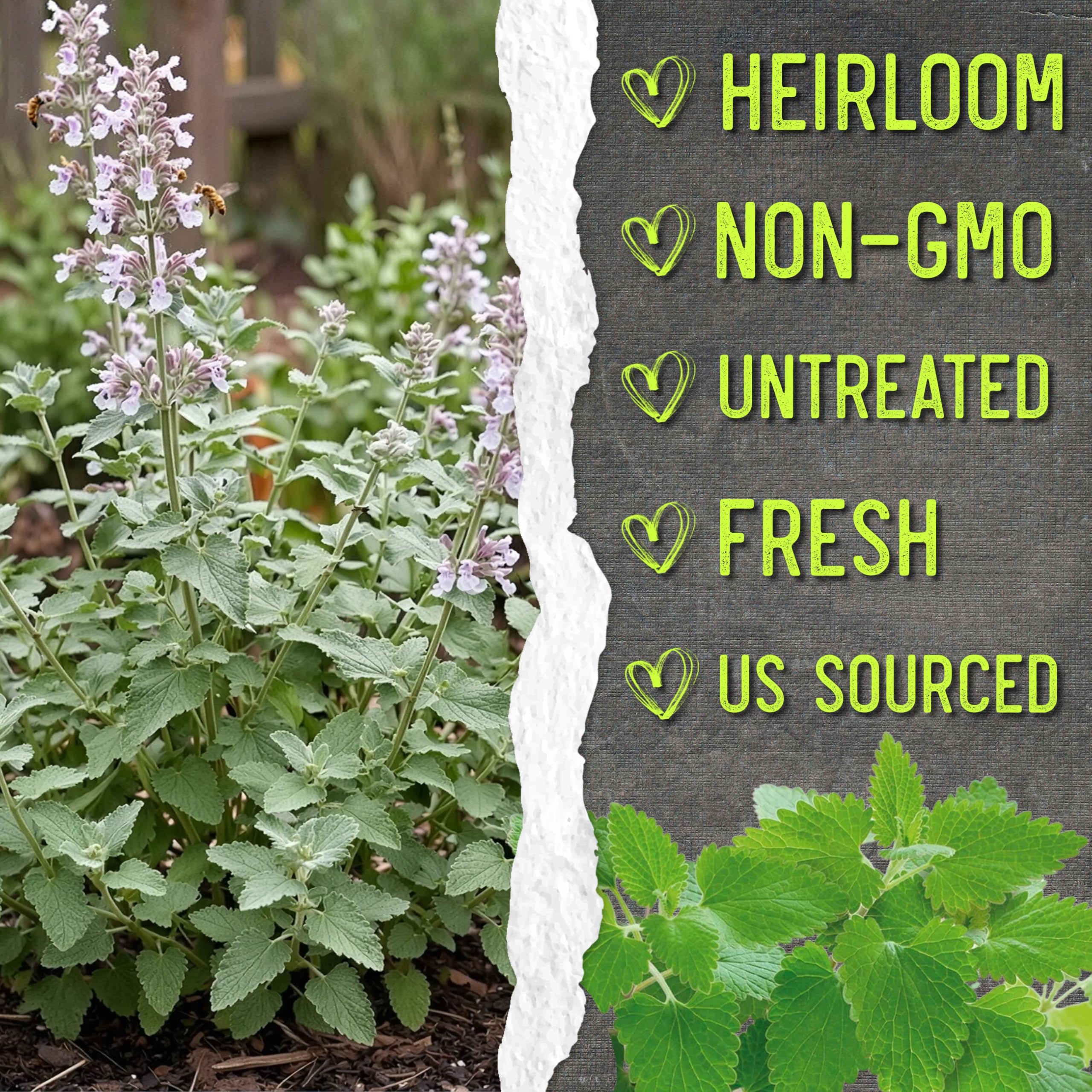 Amazon.com : Seed Needs Catnip Seeds to Plant Heirloom Non-GMO